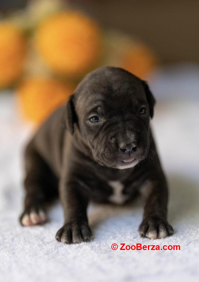 American pitbull terier 