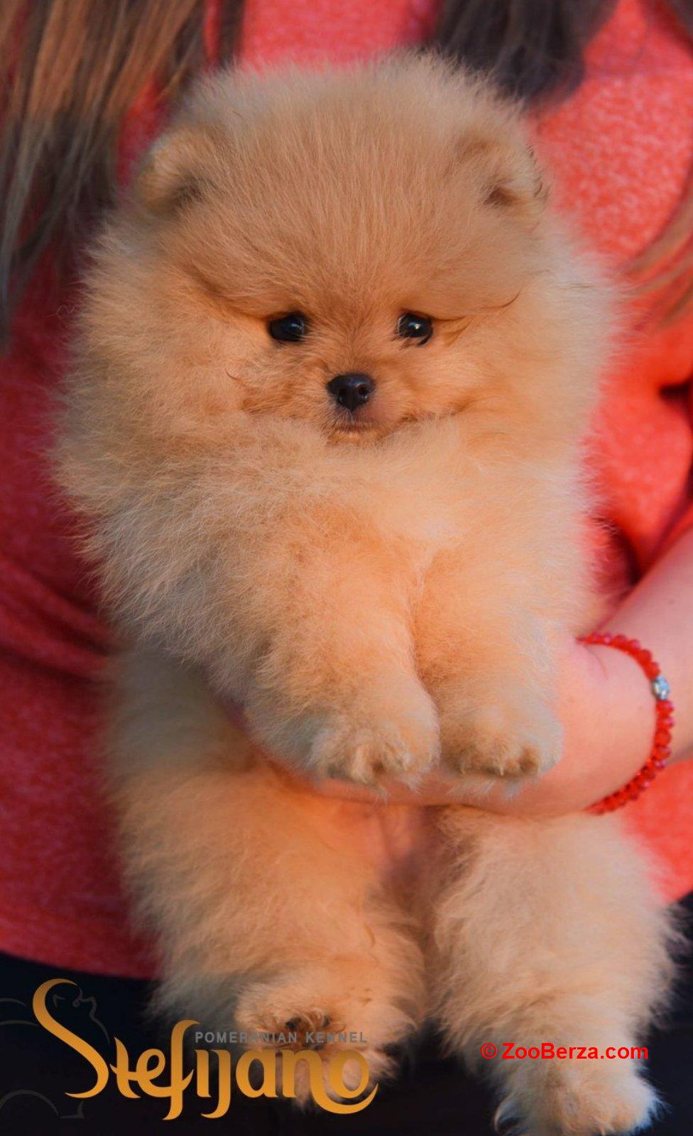 Pomeranac Boo štenci