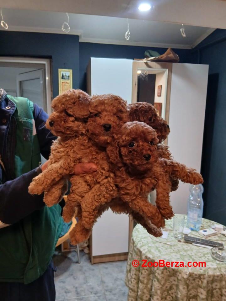 Na prodaju štenci patuljaste pudle  