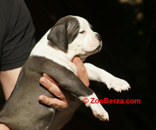 American bully (Američki buli)