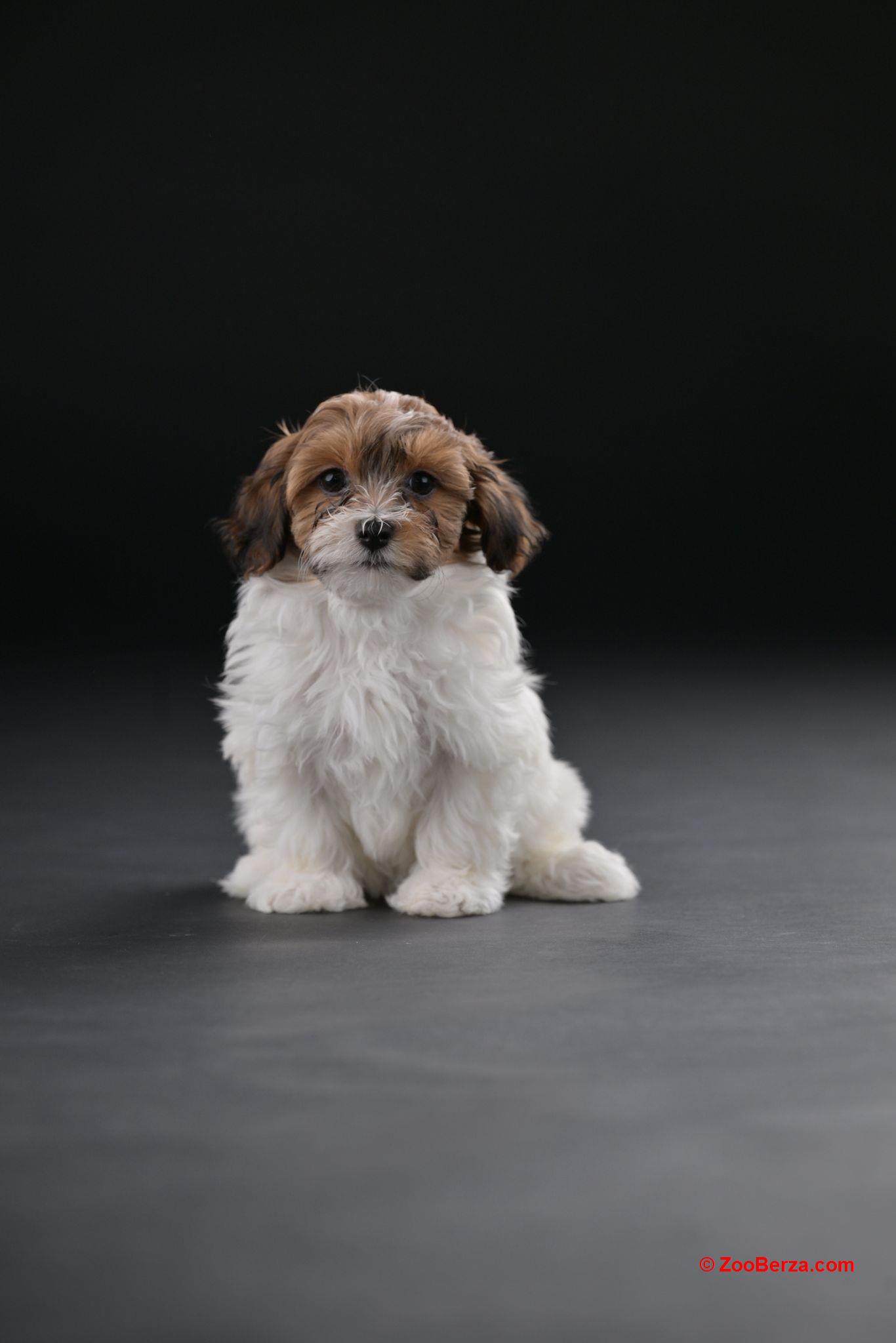 Havanski Bišon prelepi stenci