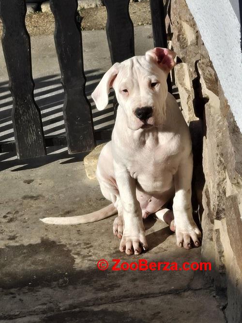 Dogo Argentino, štene