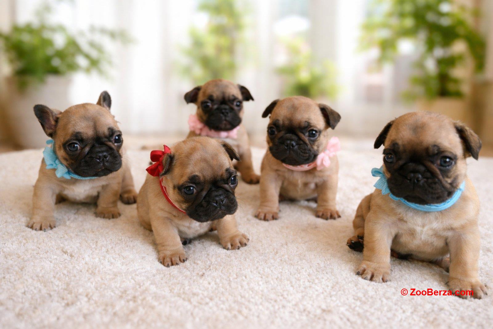 Francuski Buldog prelepi štenci