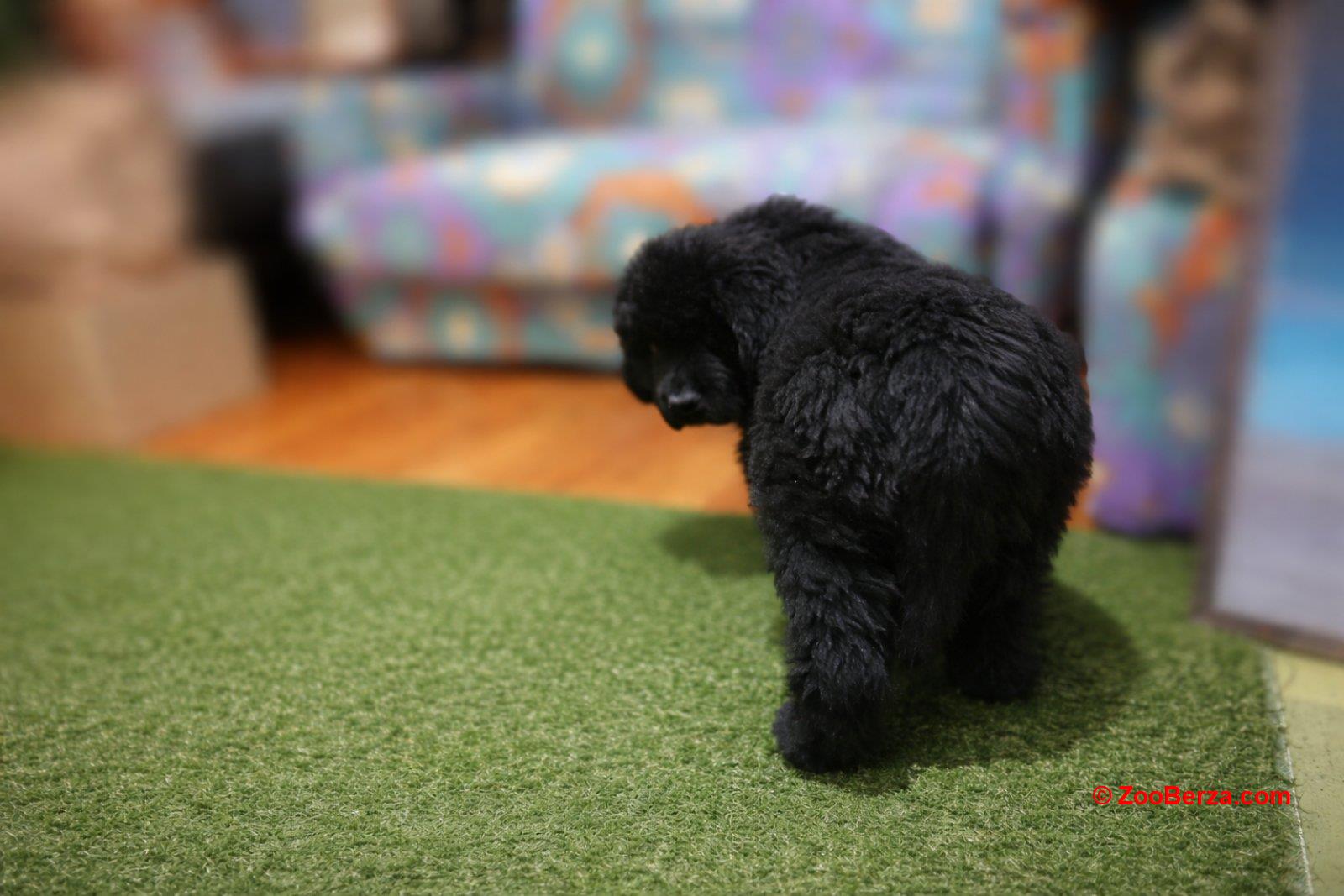 NJUFAUNDLENDER ŠTENCI