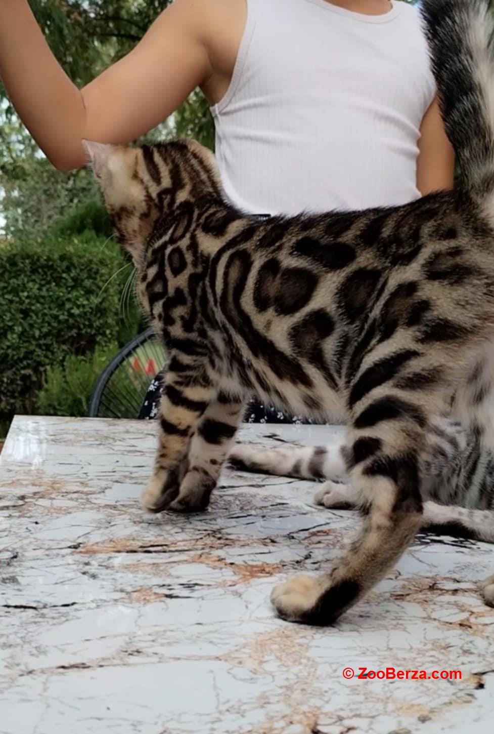 Bengalski Macici