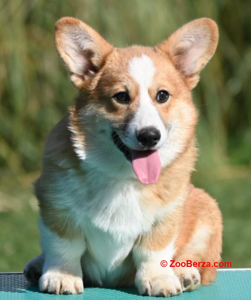 Velski korgi/Welsh Corgi Pembroke