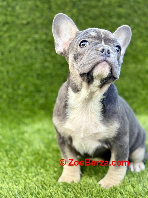 Francuski buldog