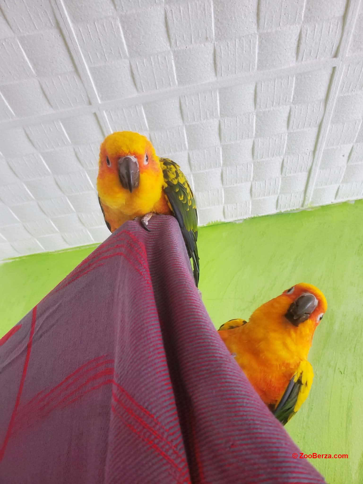 Suncana Aratinga