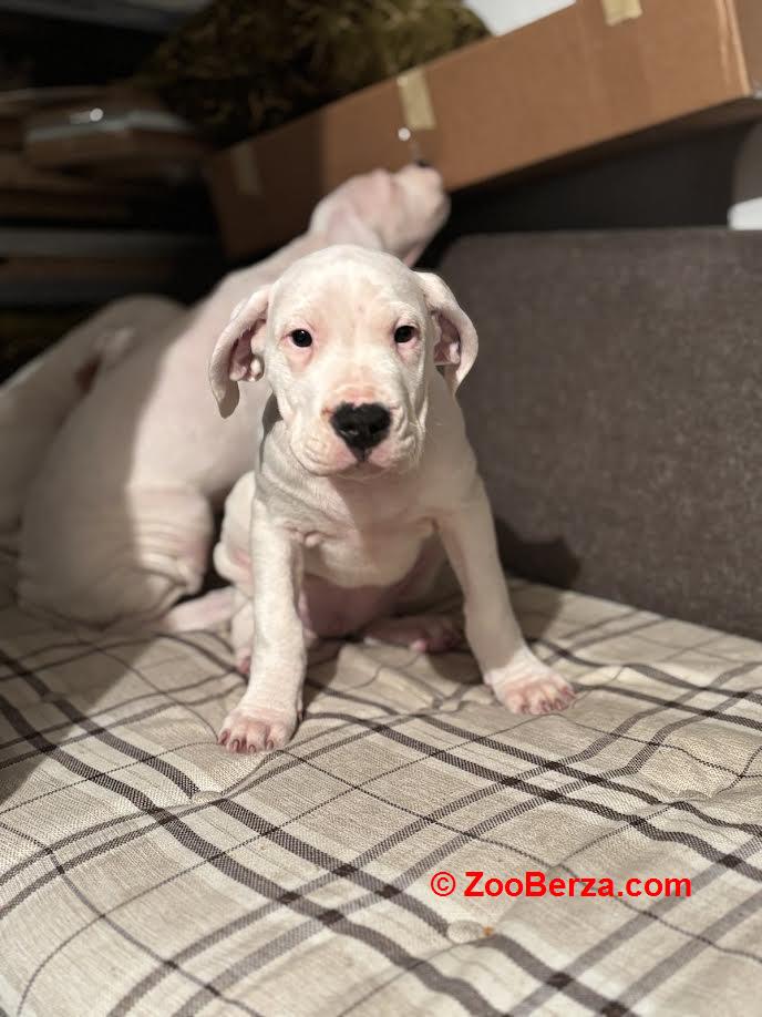 Dogo Argentino