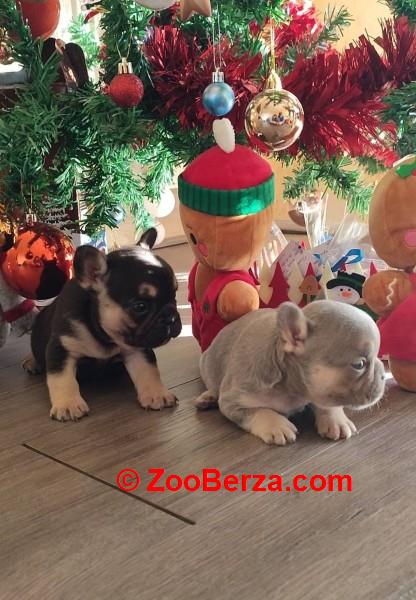 Francuski buldog štenci