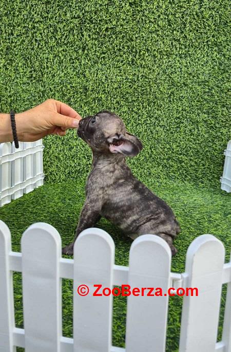 Francuski budog 