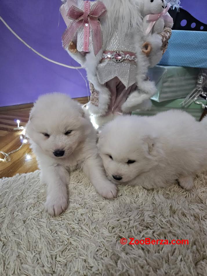 Samojed