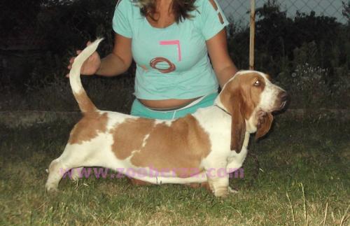 Basset hound vrhunska mlada zenkica