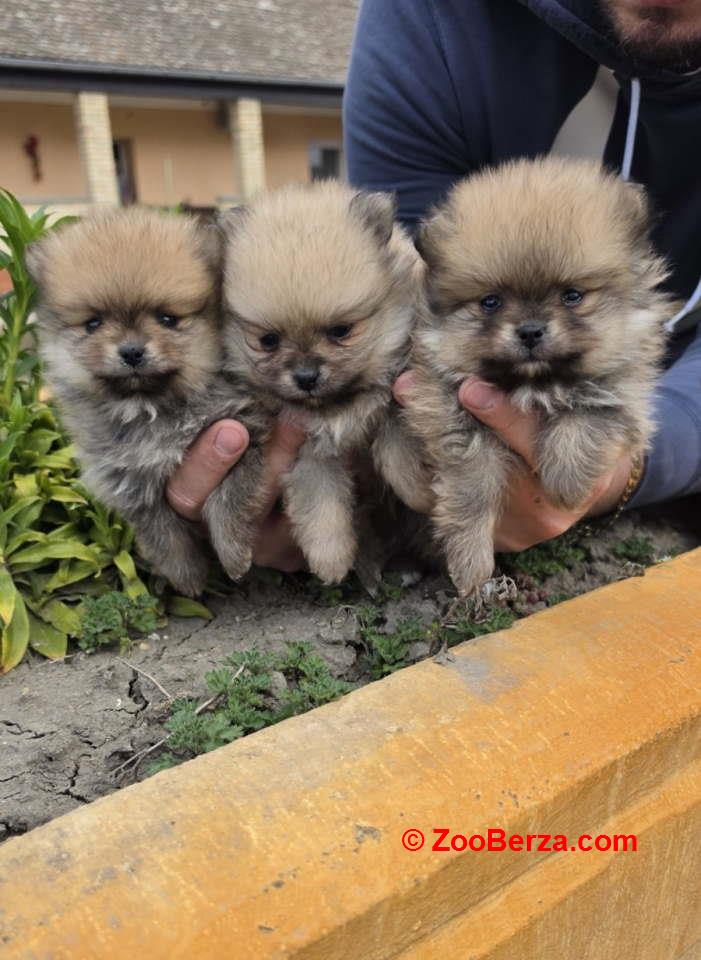 Najlepsi Pomeranci Boo