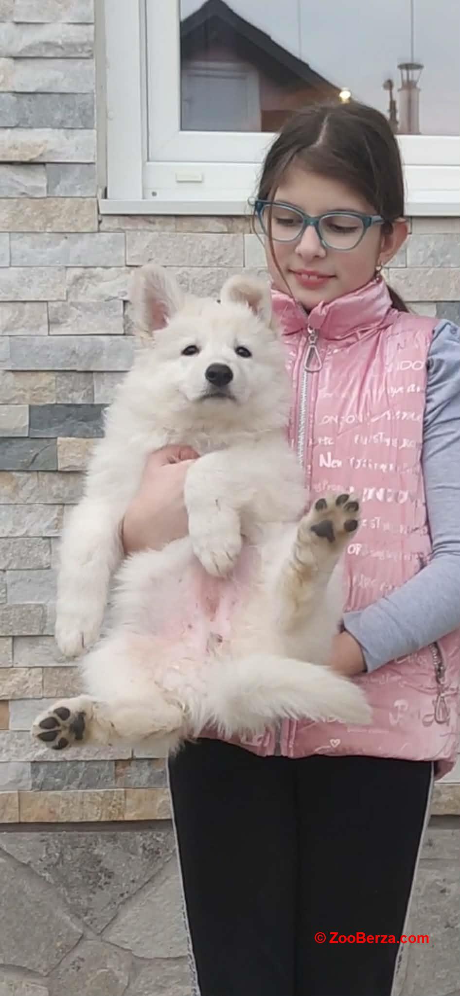 Beli švajcarski ovčar štenci