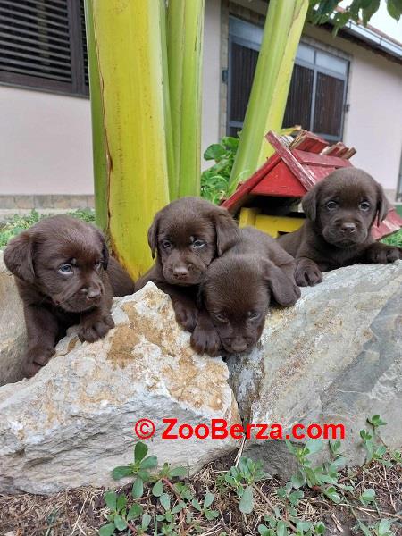 Labrador retriver štenci braon boje 