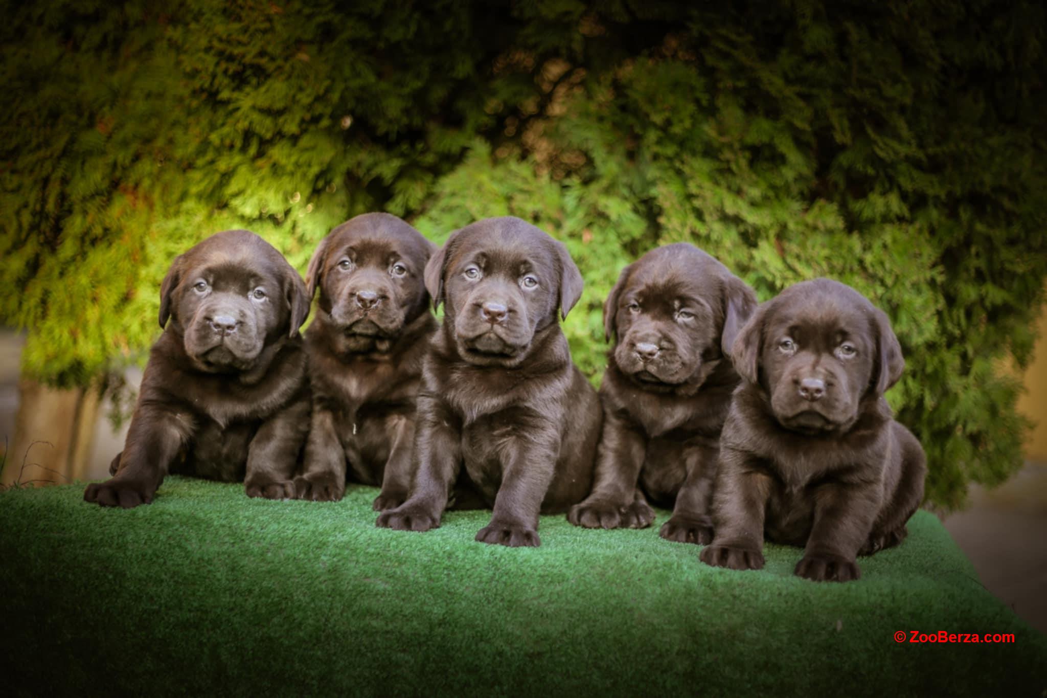 Labrador retriver braon štenci