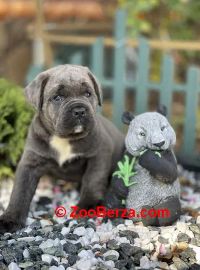 Cane Corso Kane Korso TOP LEGLO