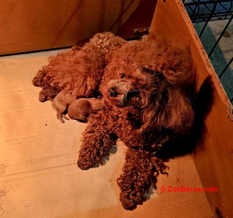 Teddy bear toy PUDLE – malene 