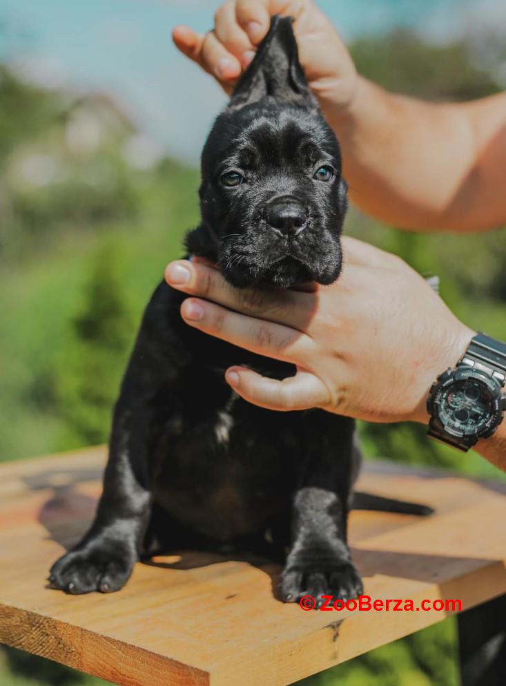 Cane Corso Kane Korso prelepi štenci