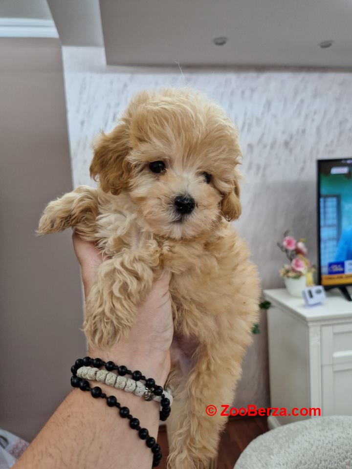 Neodoljivi stenci maltipoo 