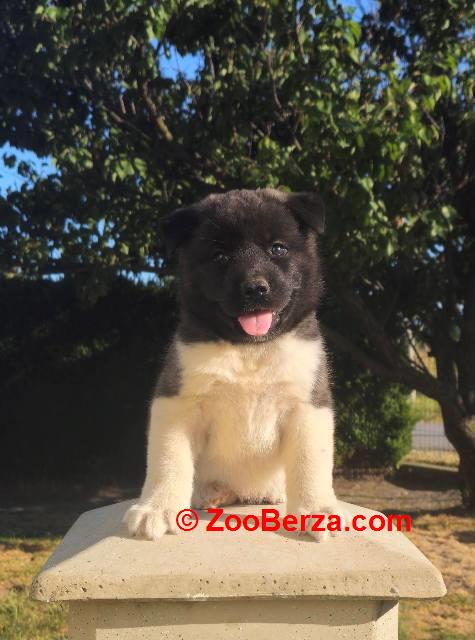 Američka Akita, prelepi štenci