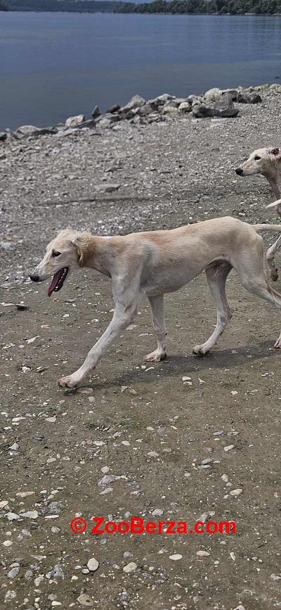 Persijski hrt SALUKI štenci 