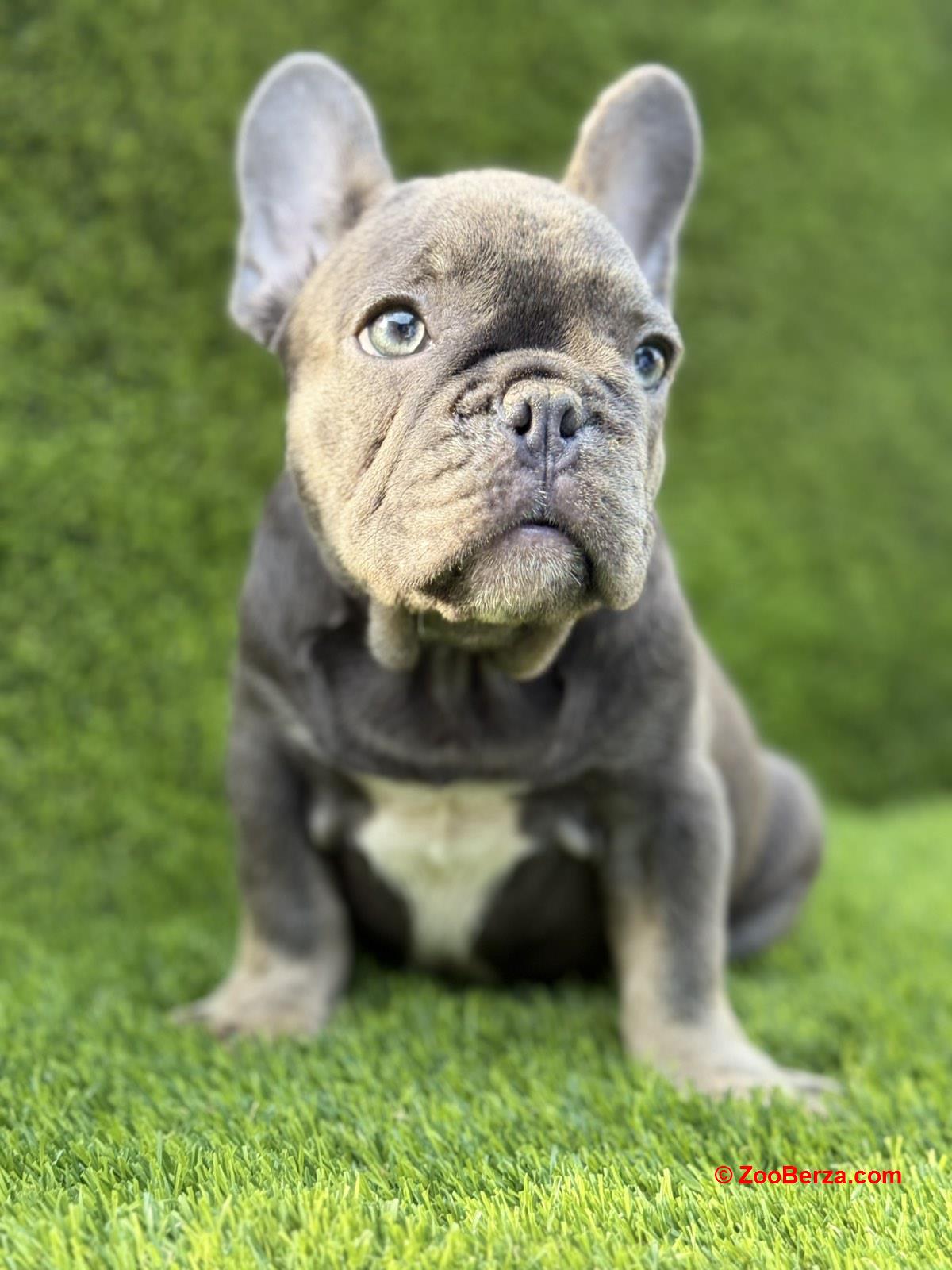 Francuski Buldog prelepi štenci