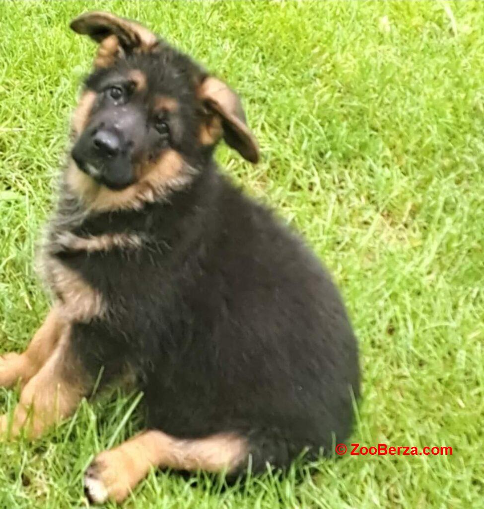 Nemacki ovcar prelepi stenci