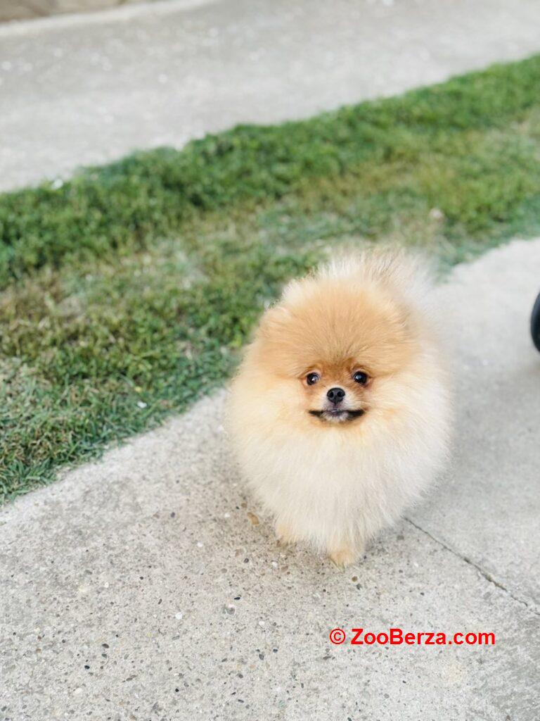 Pomeranac musko stene