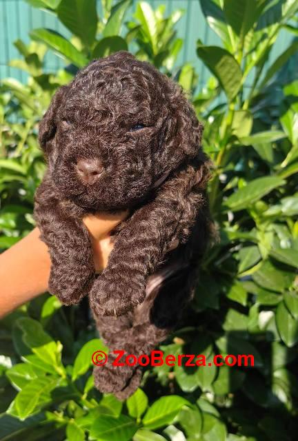 Lagotto Romagnolo štenci