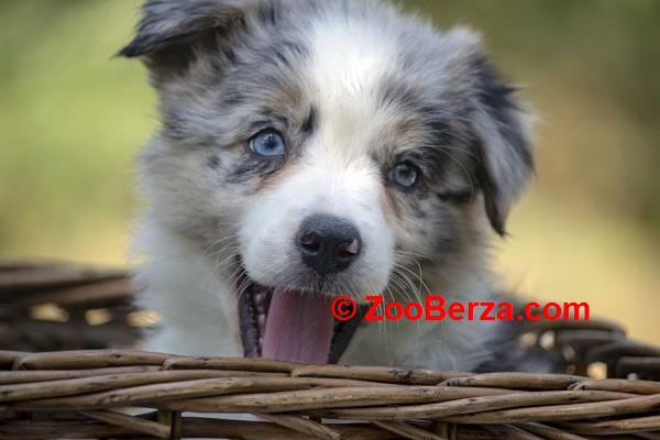 Border koli - Border collie, štenad 
