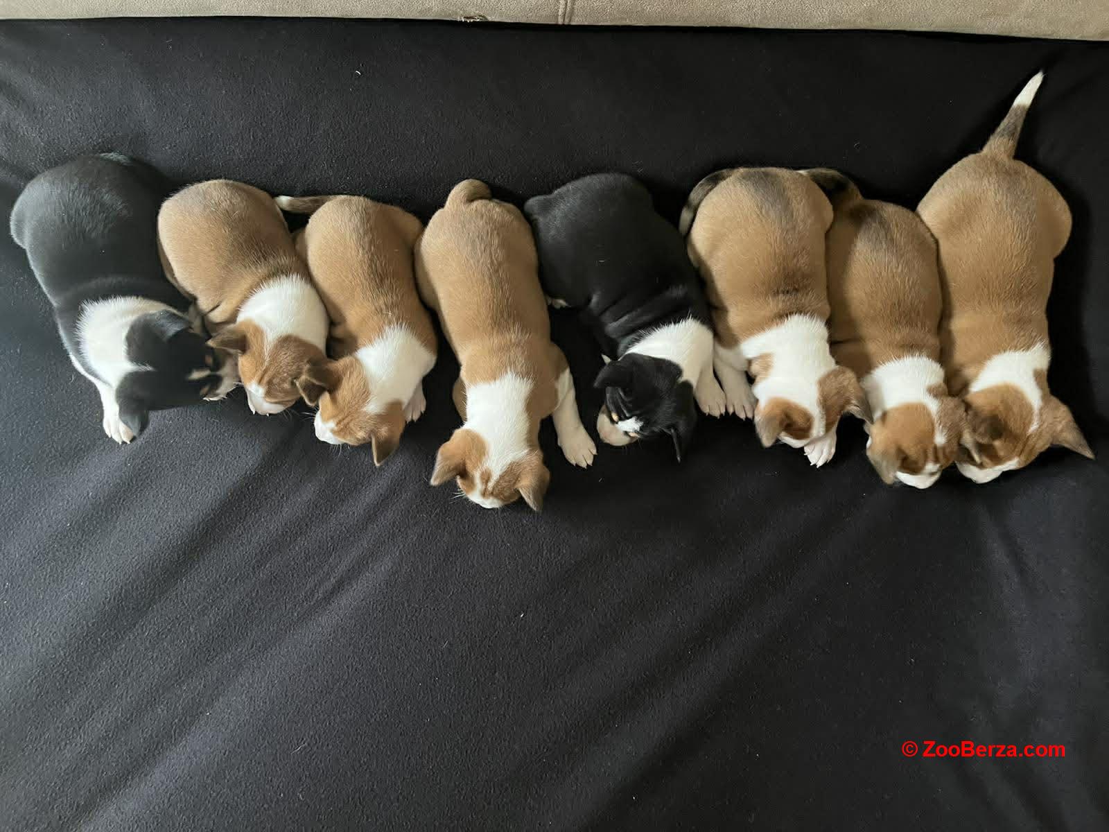 Basenji (Basendži) štenci crveno-beli i trobojni 