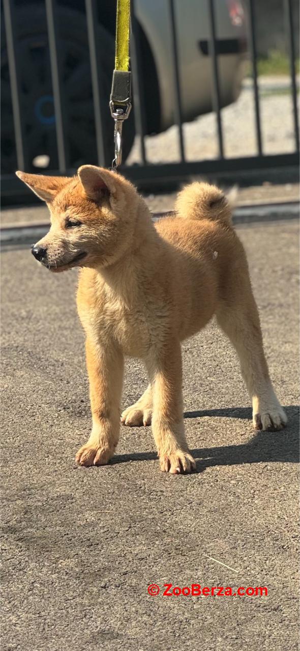 Japanska Akita Inu štenci