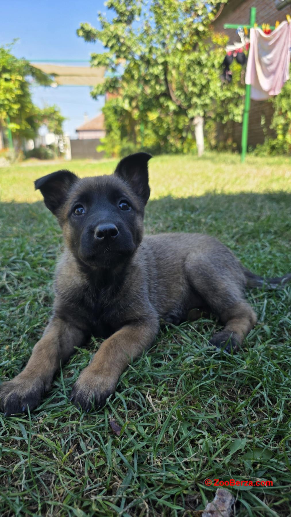 Malinoa štenci
