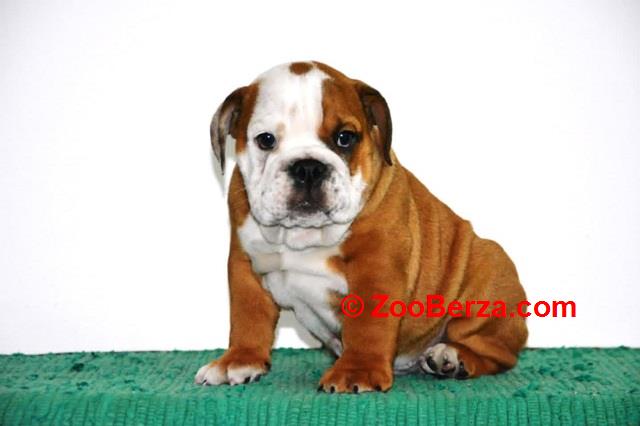 Engleski Buldog 
