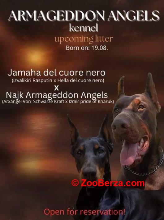 Doberman prelepi štenci