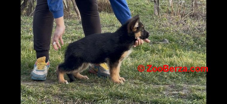 Štenci NEMAČKOG ovčara