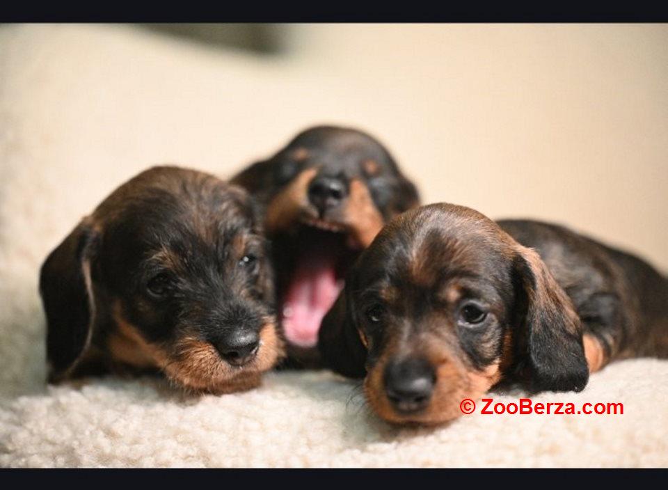 Na prodaju štenci rase oštrodlaki jazavičar - kunićar 