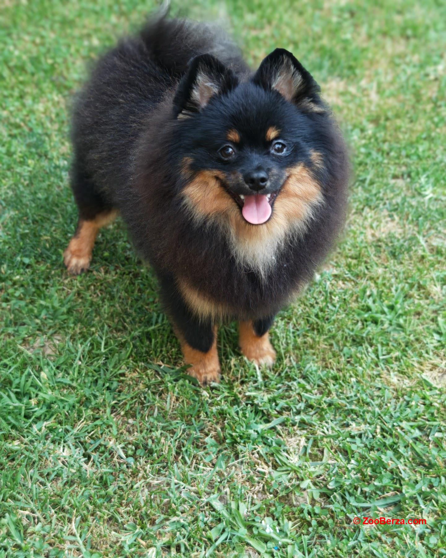 Pomeranski spic muzjak