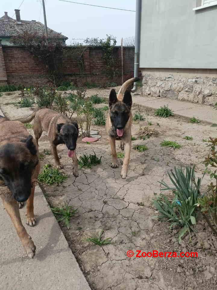 Belgijski ovčar MALINOA štenci 