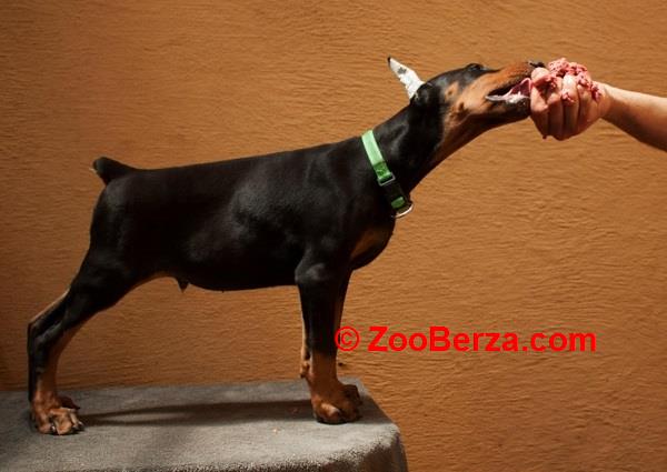 Doberman štenci 