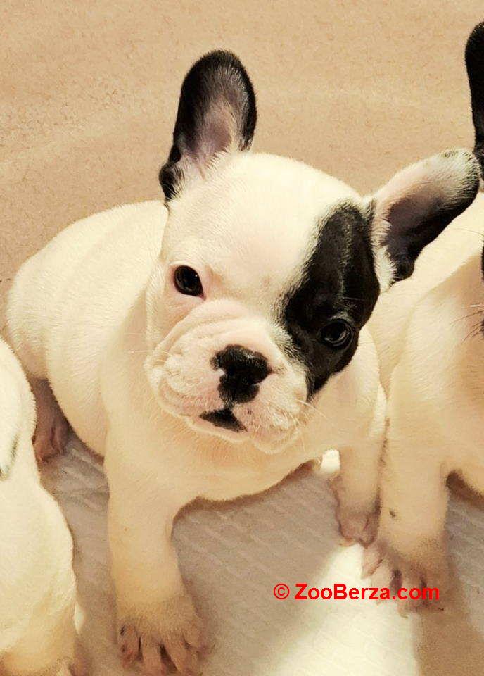 Francuski Buldog prelepi štenci  