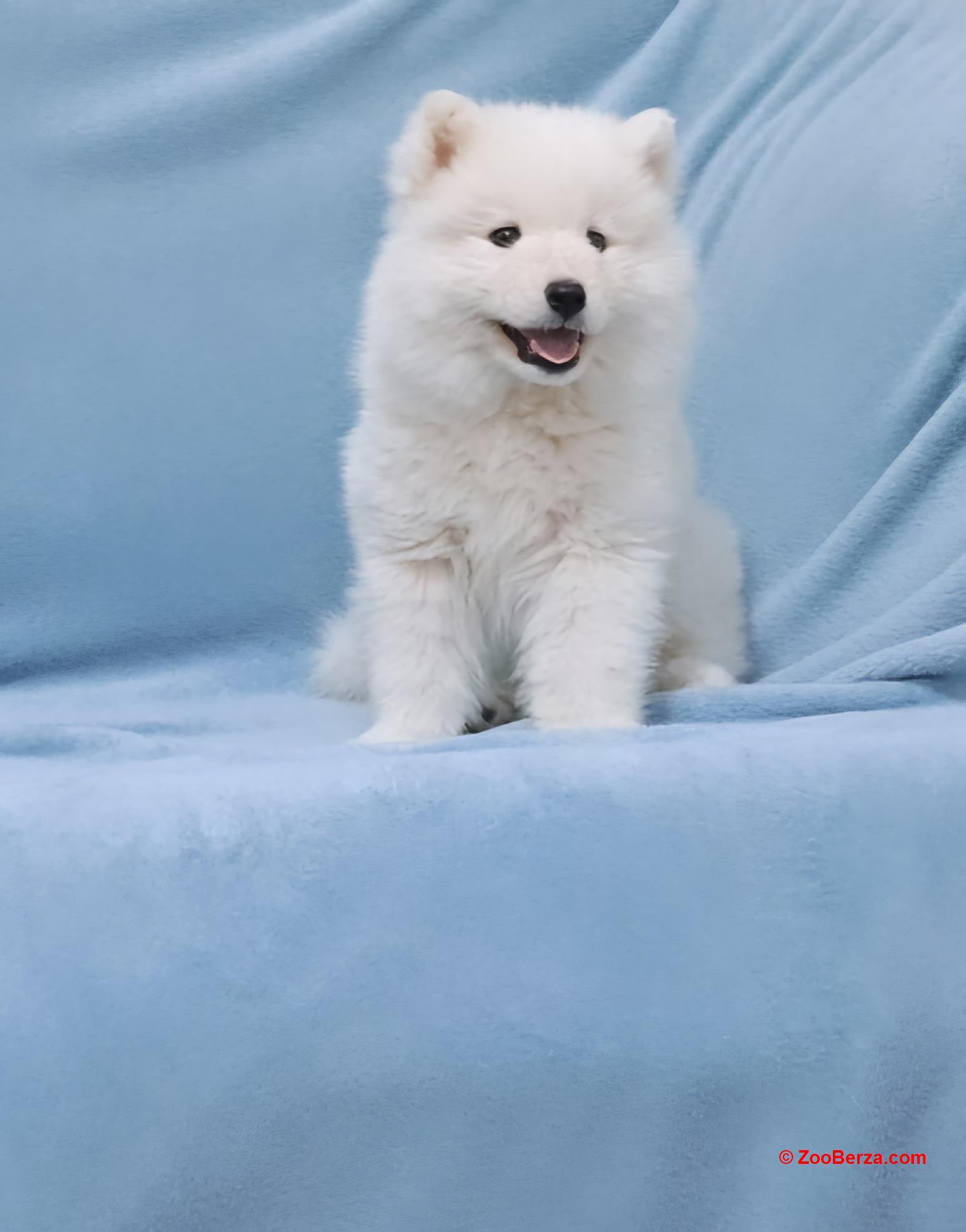 Samojed