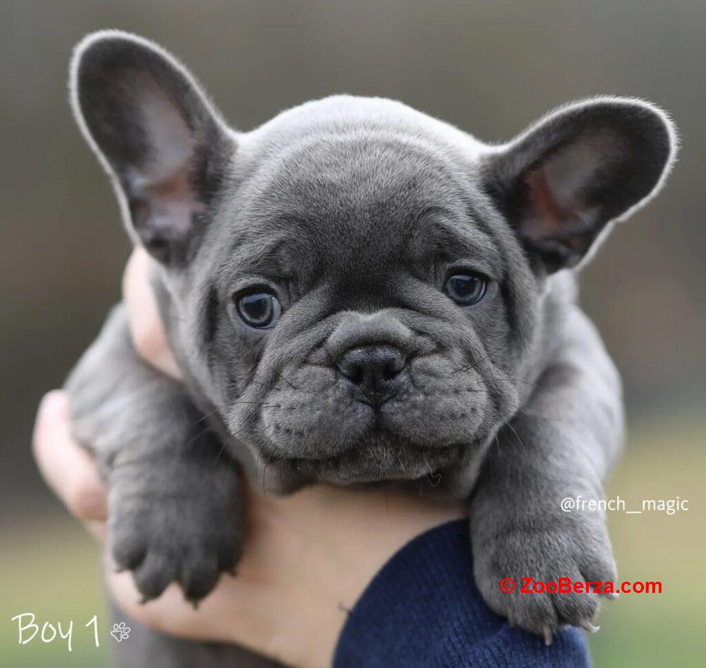 Francuski Buldog plavi i merle egzoticni