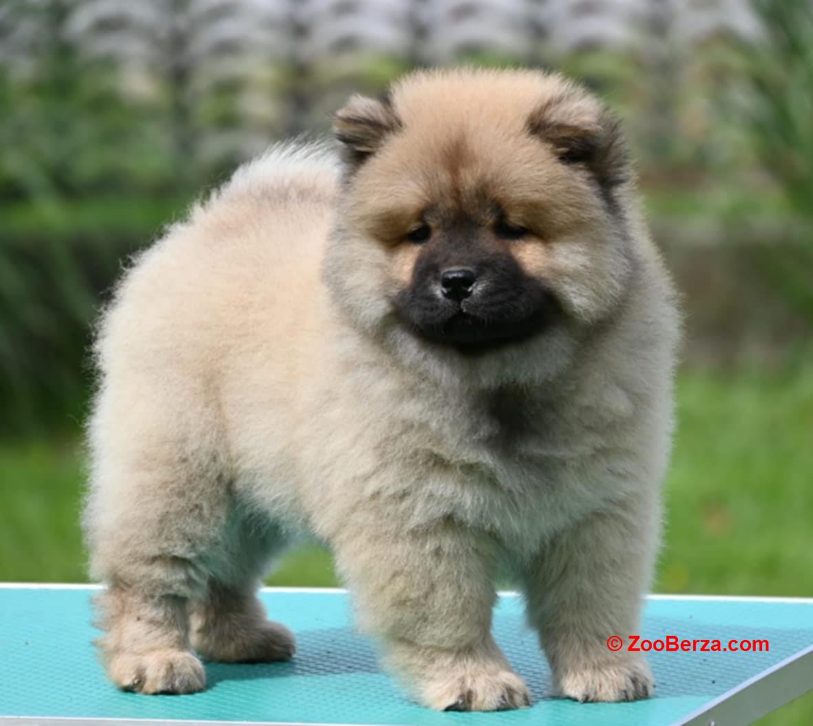 Chow Chow Cau Cau Čau Čau