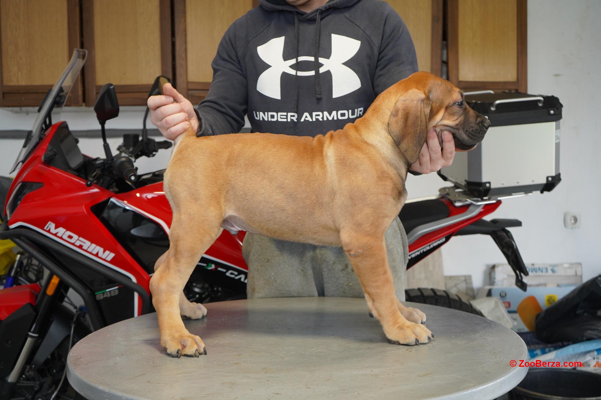 Južnoafrički mastif - Boerboel štenci