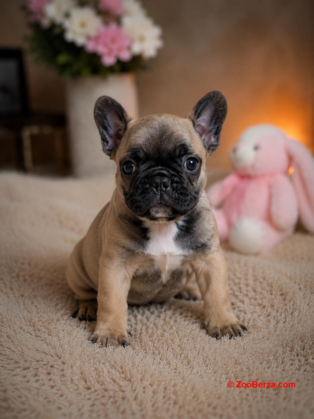 Prelepi francuski buldozi🥰