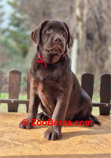 Labrador retriver čokoladni štenci