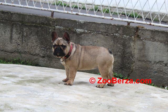 Francuski Buldog štenci